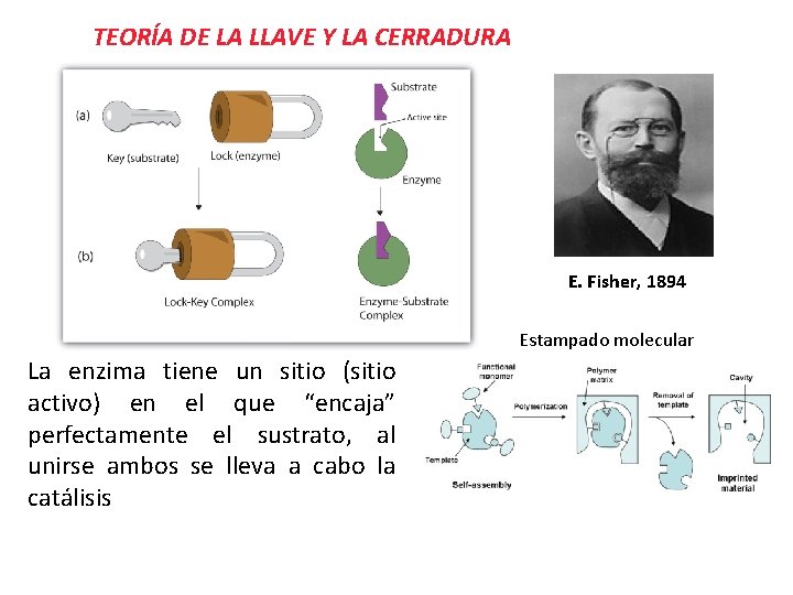 TEORÍA DE LA LLAVE Y LA CERRADURA E. Fisher, 1894 Estampado molecular La enzima