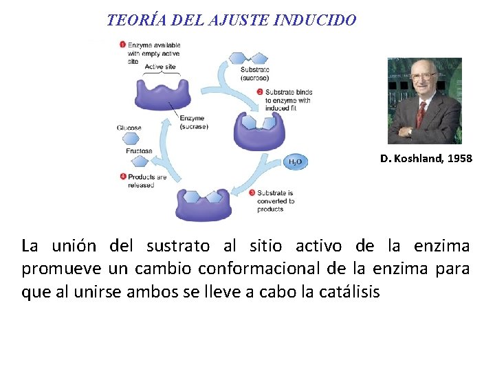 TEORÍA DEL AJUSTE INDUCIDO D. Koshland, 1958 La unión del sustrato al sitio activo