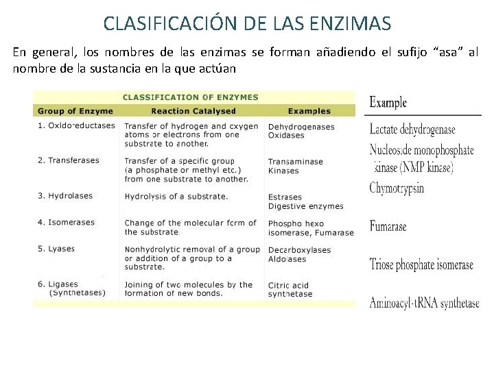 CLASIFICACIÓN DE LAS ENZIMAS En general, los nombres de las enzimas se forman añadiendo