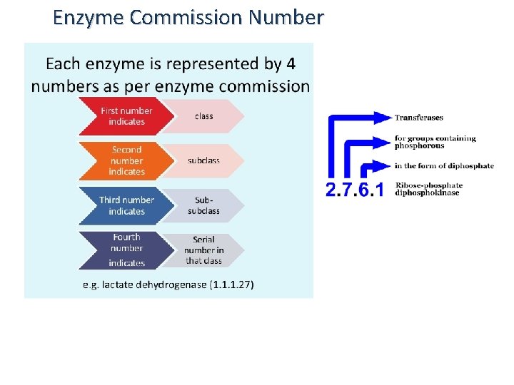 Enzyme Commission Number 