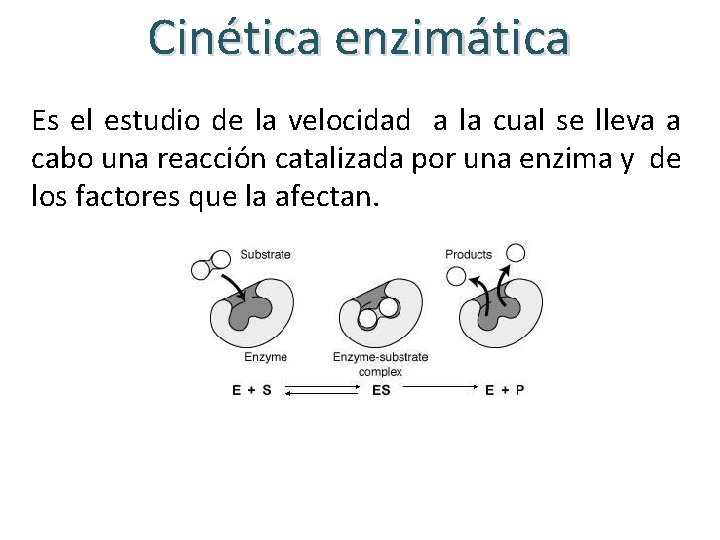 Cinética enzimática Es el estudio de la velocidad a la cual se lleva a