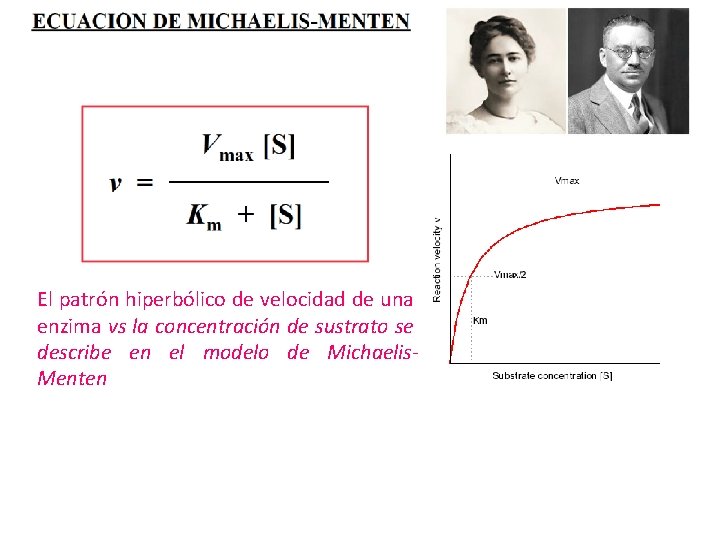 El patrón hiperbólico de velocidad de una enzima vs la concentración de sustrato se