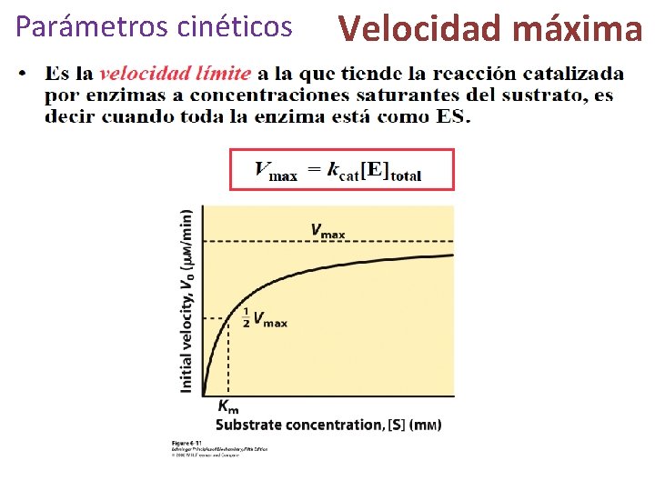 Parámetros cinéticos Velocidad máxima 