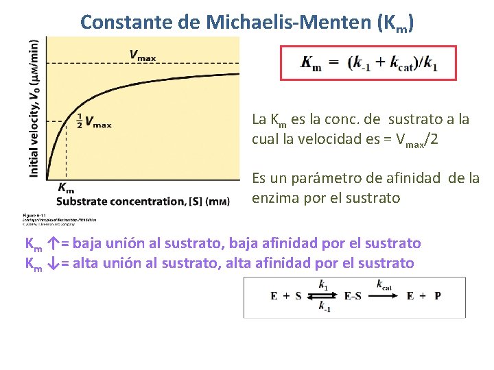 Constante de Michaelis-Menten (Km) La Km es la conc. de sustrato a la cual
