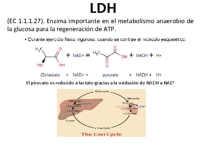 LDH (EC 1. 1. 1. 27). Enzima importante en el metabolismo anaerobio de la