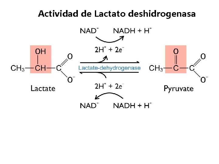 Actividad de Lactato deshidrogenasa 