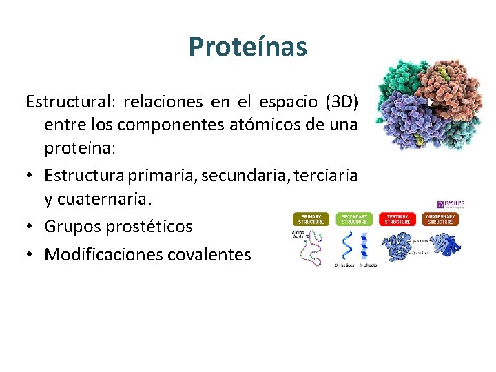 Proteínas Estructural: relaciones en el espacio (3 D) entre los componentes atómicos de una