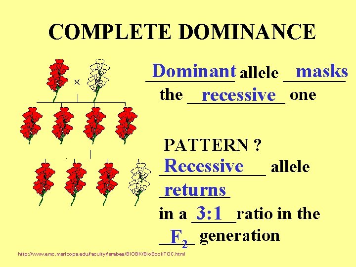 COMPLETE DOMINANCE Dominant allele _______ masks _____ the ______ recessive one PATTERN ? Recessive