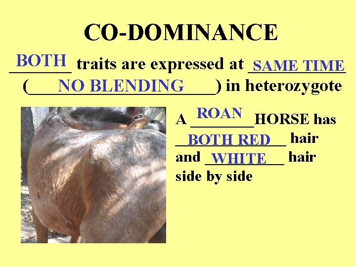 CO-DOMINANCE BOTH traits are expressed at _______ SAME TIME (___________) in heterozygote NO BLENDING