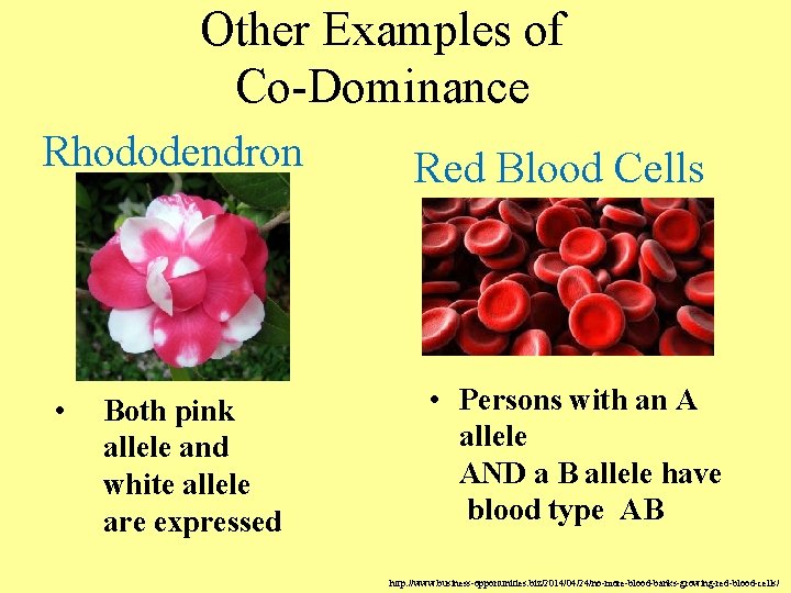 Other Examples of Co-Dominance Rhododendron • Both pink allele and white allele are expressed