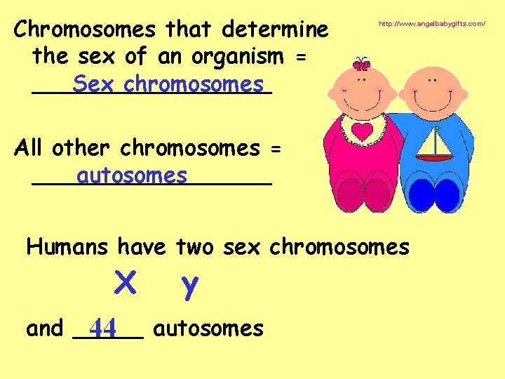 Chromosomes that determine the sex of an organism = _________ Sex chromosomes http: //www.