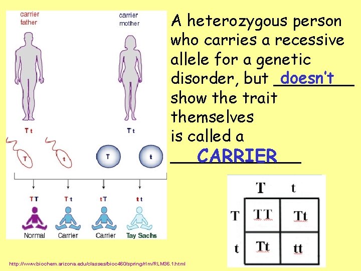 A heterozygous person who carries a recessive allele for a genetic doesn’t disorder, but