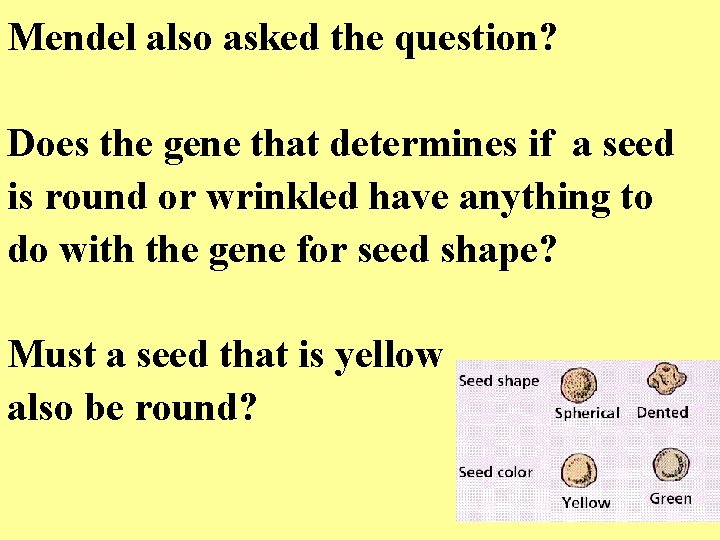 Mendel also asked the question? Does the gene that determines if a seed is