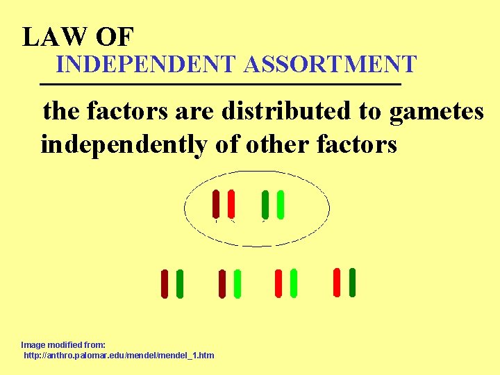 LAW OF INDEPENDENT ASSORTMENT _____________ the factors are distributed to gametes independently of other