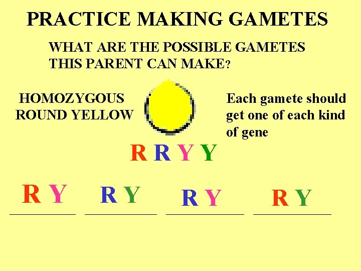 PRACTICE MAKING GAMETES WHAT ARE THE POSSIBLE GAMETES THIS PARENT CAN MAKE? HOMOZYGOUS ROUND