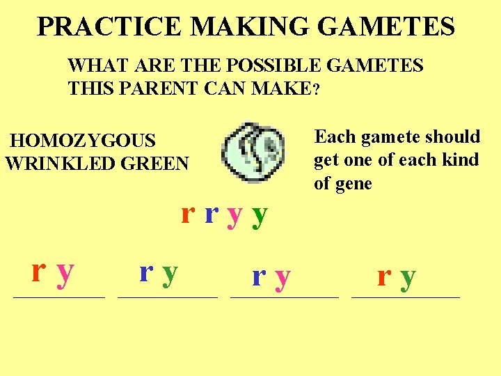 PRACTICE MAKING GAMETES WHAT ARE THE POSSIBLE GAMETES THIS PARENT CAN MAKE? HOMOZYGOUS WRINKLED