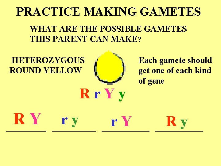 PRACTICE MAKING GAMETES WHAT ARE THE POSSIBLE GAMETES THIS PARENT CAN MAKE? HETEROZYGOUS ROUND