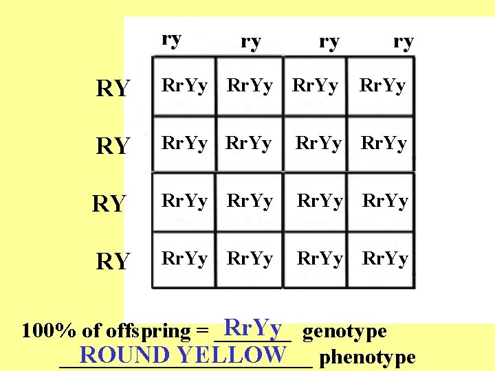 ry ry RY Rr. Yy Rr. Yy genotype 100% of offspring = _______ ROUND