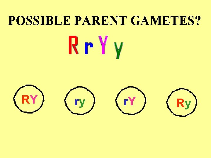 POSSIBLE PARENT GAMETES? RY ry r. Y Ry 