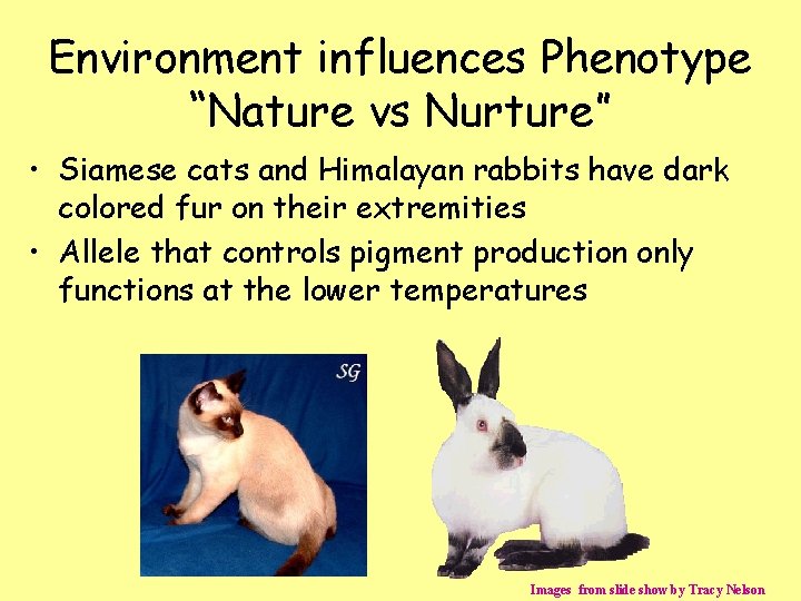 Environment influences Phenotype “Nature vs Nurture” • Siamese cats and Himalayan rabbits have dark