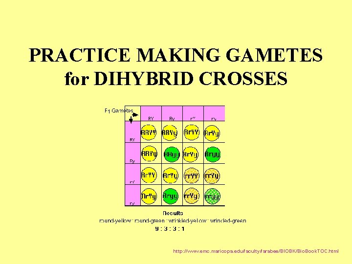 PRACTICE MAKING GAMETES for DIHYBRID CROSSES http: //www. emc. maricopa. edu/faculty/farabee/BIOBK/Bio. Book. TOC. html