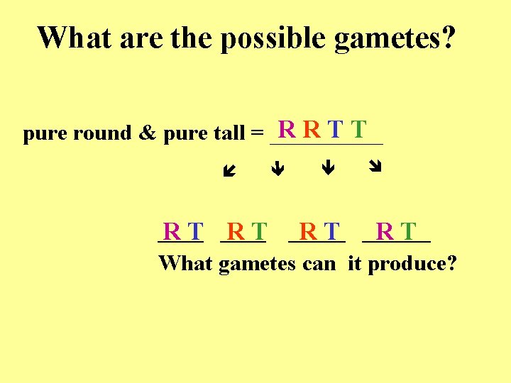 What are the possible gametes? RRTT pure round & pure tall = _____ R