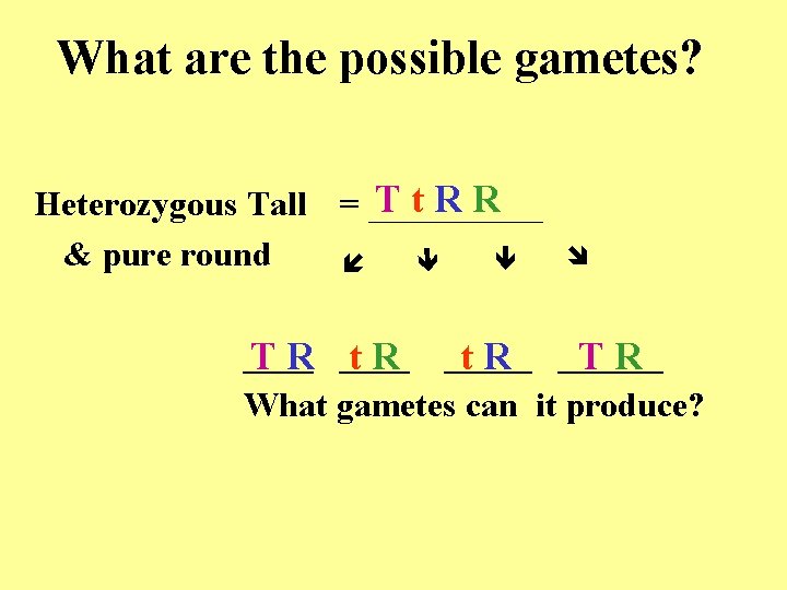  Tt. RR Heterozygous Tall = _____ & pure round What are the possible