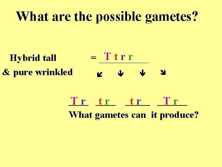 What are the possible gametes? Ttrr = _____ Hybrid tall & pure wrinkled ____
