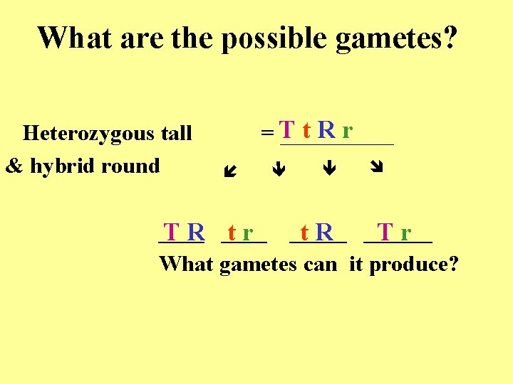 What are the possible gametes? t. Rr =T _____ Heterozygous tall & hybrid round