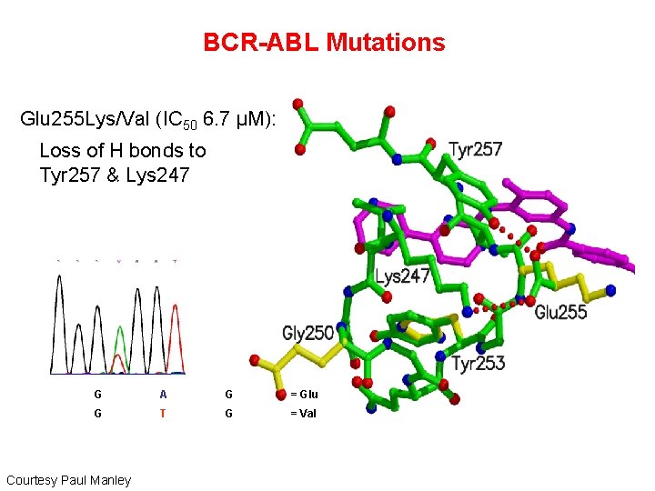 BCR-ABL Mutations Glu 255 Lys/Val (IC 50 6. 7 μM): § Loss of H