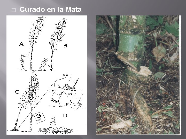 � Curado en la Mata 