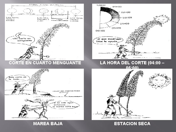 CORTE EN CUARTO MENGUANTE MAREA BAJA LA HORA DEL CORTE (04: 00 – 06: