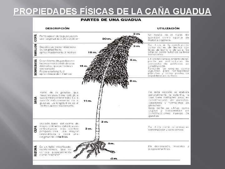 PROPIEDADES FÍSICAS DE LA CAÑA GUADUA 