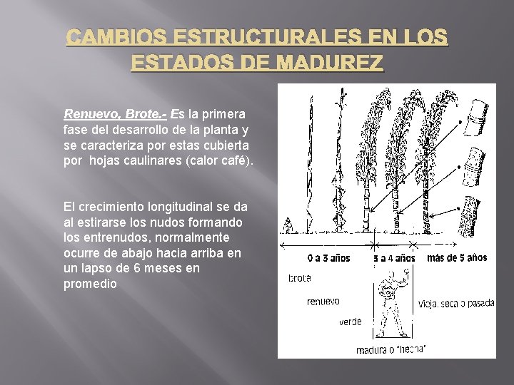 CAMBIOS ESTRUCTURALES EN LOS ESTADOS DE MADUREZ Renuevo, Brote. - Es la primera fase