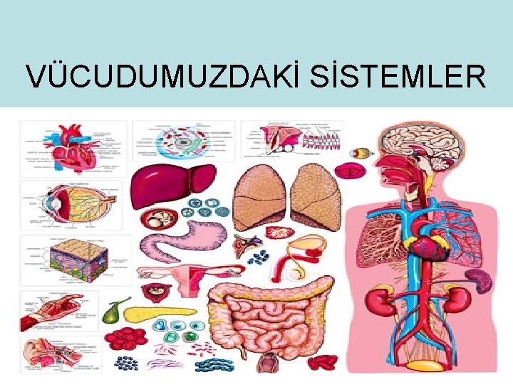VÜCUDUMUZDAKİ SİSTEMLER VÜCUDUMUZDAKİ SİSTEMLER