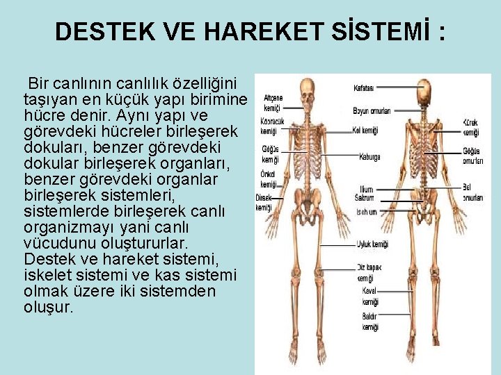 DESTEK VE HAREKET SİSTEMİ : Bir canlının canlılık özelliğini taşıyan en küçük yapı birimine