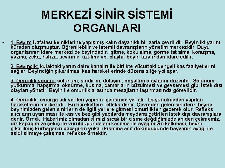 MERKEZİ SİNİR SİSTEMİ ORGANLARI • 1. Beyin: Kafatası kemiklerine yapışmış kalın dayanıklı bir zarla MERKEZİ SİNİR SİSTEMİ ORGANLARI • 1. Beyin: Kafatası kemiklerine yapışmış kalın dayanıklı bir zarla