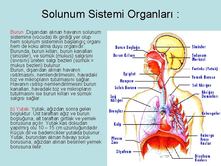 Solunum Sistemi Organları : Burun : Dışarıdan alınan havanın solunum sistemine (vücuda) ilk girdiği Solunum Sistemi Organları : Burun : Dışarıdan alınan havanın solunum sistemine (vücuda) ilk girdiği
