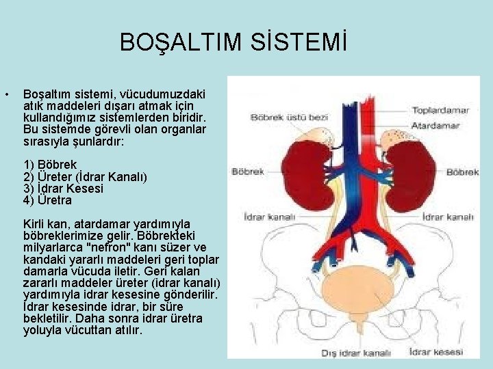 BOŞALTIM SİSTEMİ • Boşaltım sistemi, vücudumuzdaki atık maddeleri dışarı atmak için kullandığımız sistemlerden biridir.