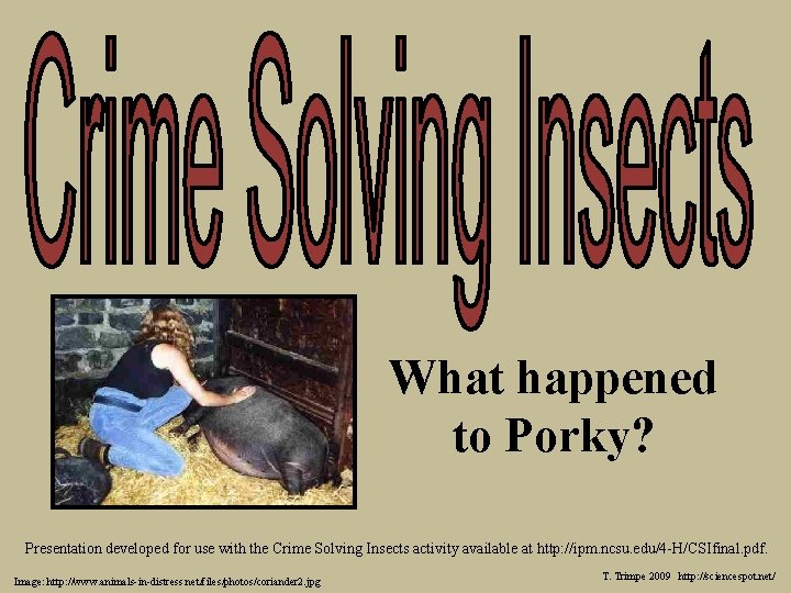 What happened to Porky? Presentation developed for use with the Crime Solving Insects activity What happened to Porky? Presentation developed for use with the Crime Solving Insects activity