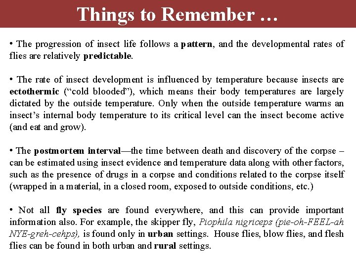 Things to Remember … • The progression of insect life follows a pattern, and Things to Remember … • The progression of insect life follows a pattern, and