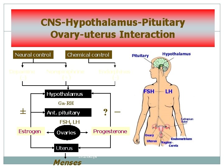 CNS-Hypothalamus-Pituitary Ovary-uterus Interaction Neural control Dopamine (-) Chemical control Norepiniphrine (+) Endorphines (-) Hypothalamus