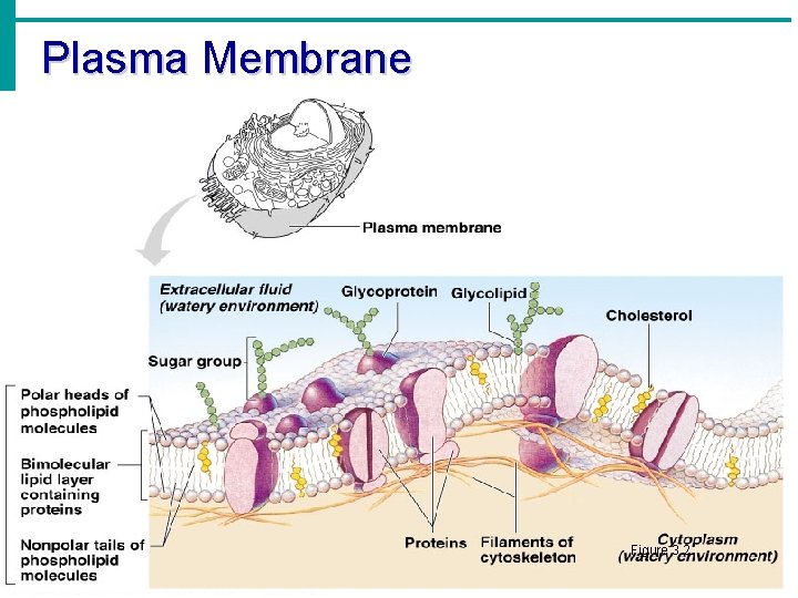 Plasma Membrane Figure 3. 2 Copyright © 2003 Pearson Education, Inc. publishing as Benjamin