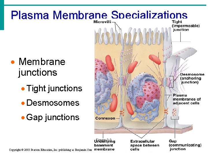 Plasma Membrane Specializations · Membrane junctions · Tight junctions · Desmosomes · Gap junctions
