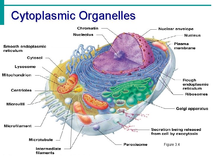 Cytoplasmic Organelles Figure 3. 4 Copyright © 2003 Pearson Education, Inc. publishing as Benjamin