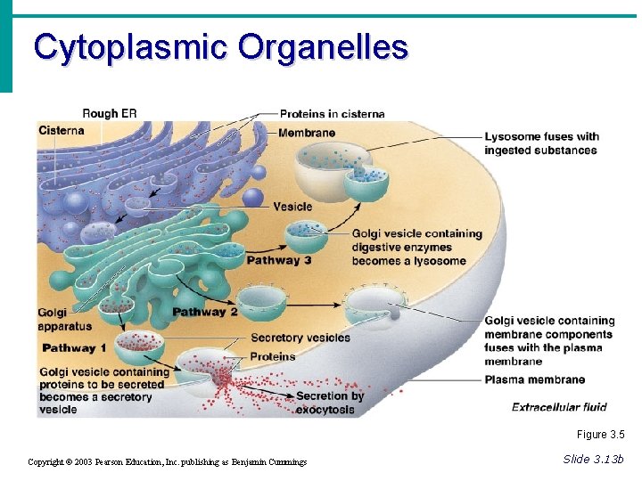 Cytoplasmic Organelles Figure 3. 5 Copyright © 2003 Pearson Education, Inc. publishing as Benjamin