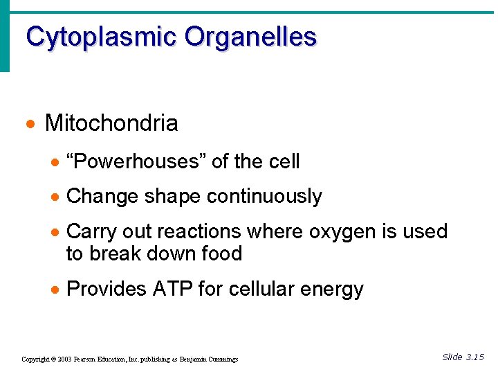 Cytoplasmic Organelles · Mitochondria · “Powerhouses” of the cell · Change shape continuously ·