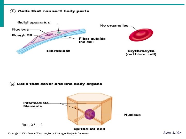Cell Diversity Figure 3. 7; 1, 2 Copyright © 2003 Pearson Education, Inc. publishing