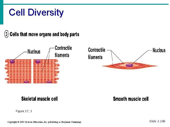 Cell Diversity Figure 3. 7; 3 Copyright © 2003 Pearson Education, Inc. publishing as