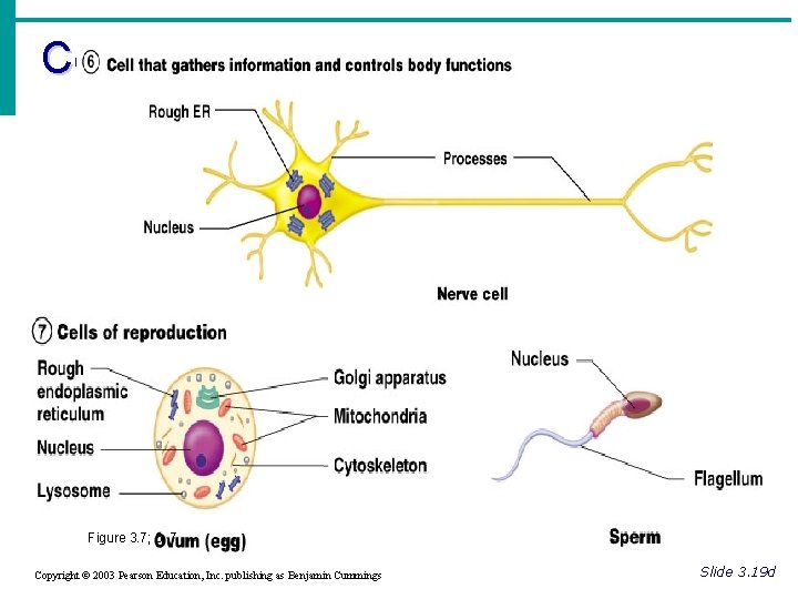 Cell Diversity Figure 3. 7; 6, 7 Copyright © 2003 Pearson Education, Inc. publishing